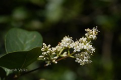 Ligustrum perrottetii